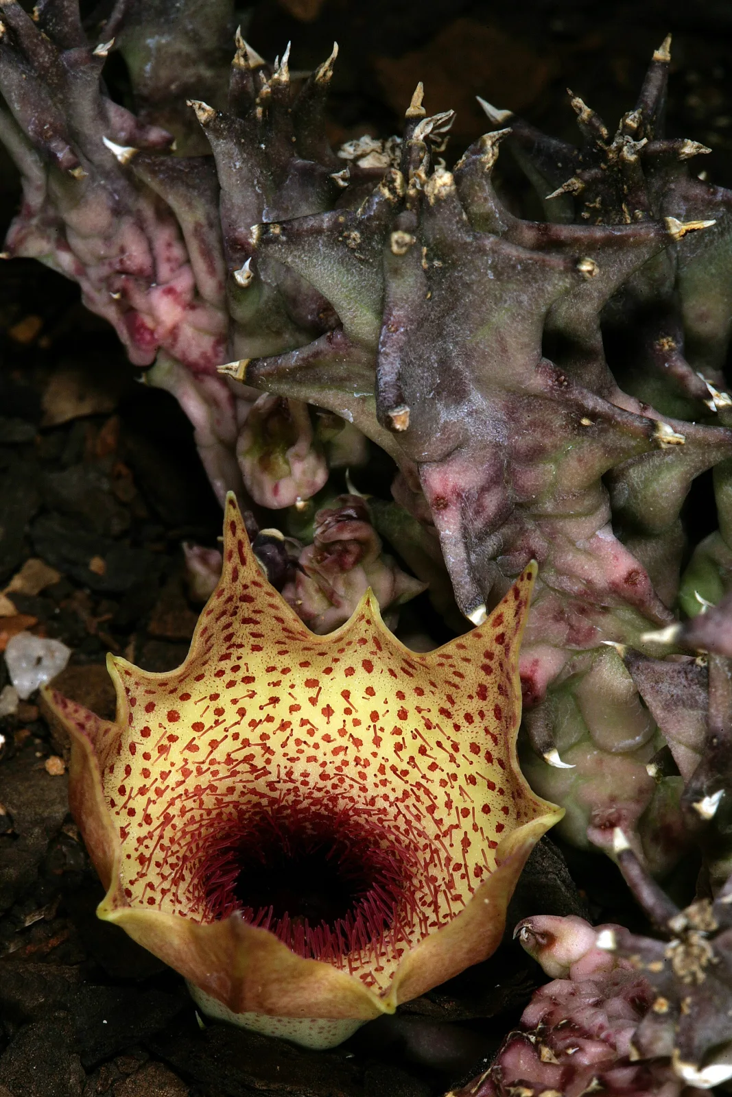 Huernia barbata