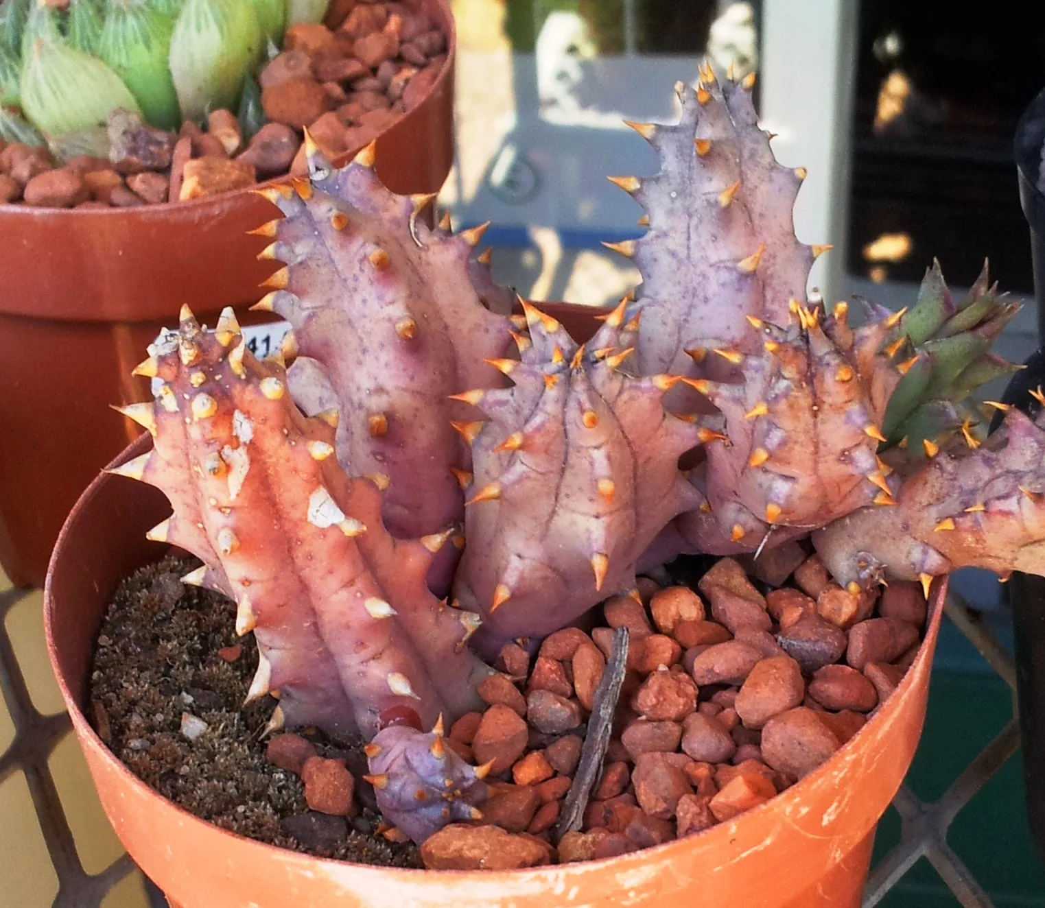 Huernia hystrix