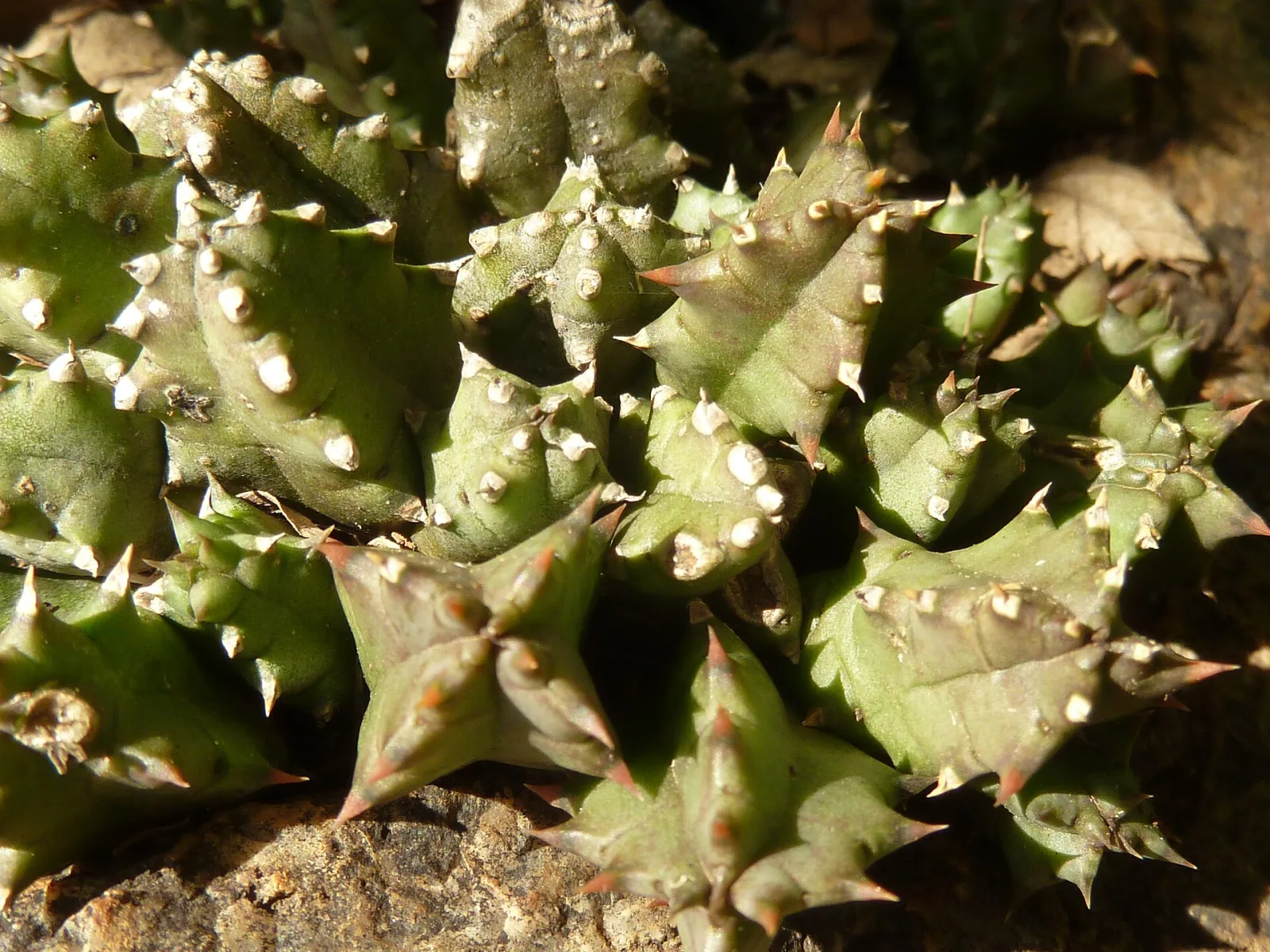 Huernia hystrix
