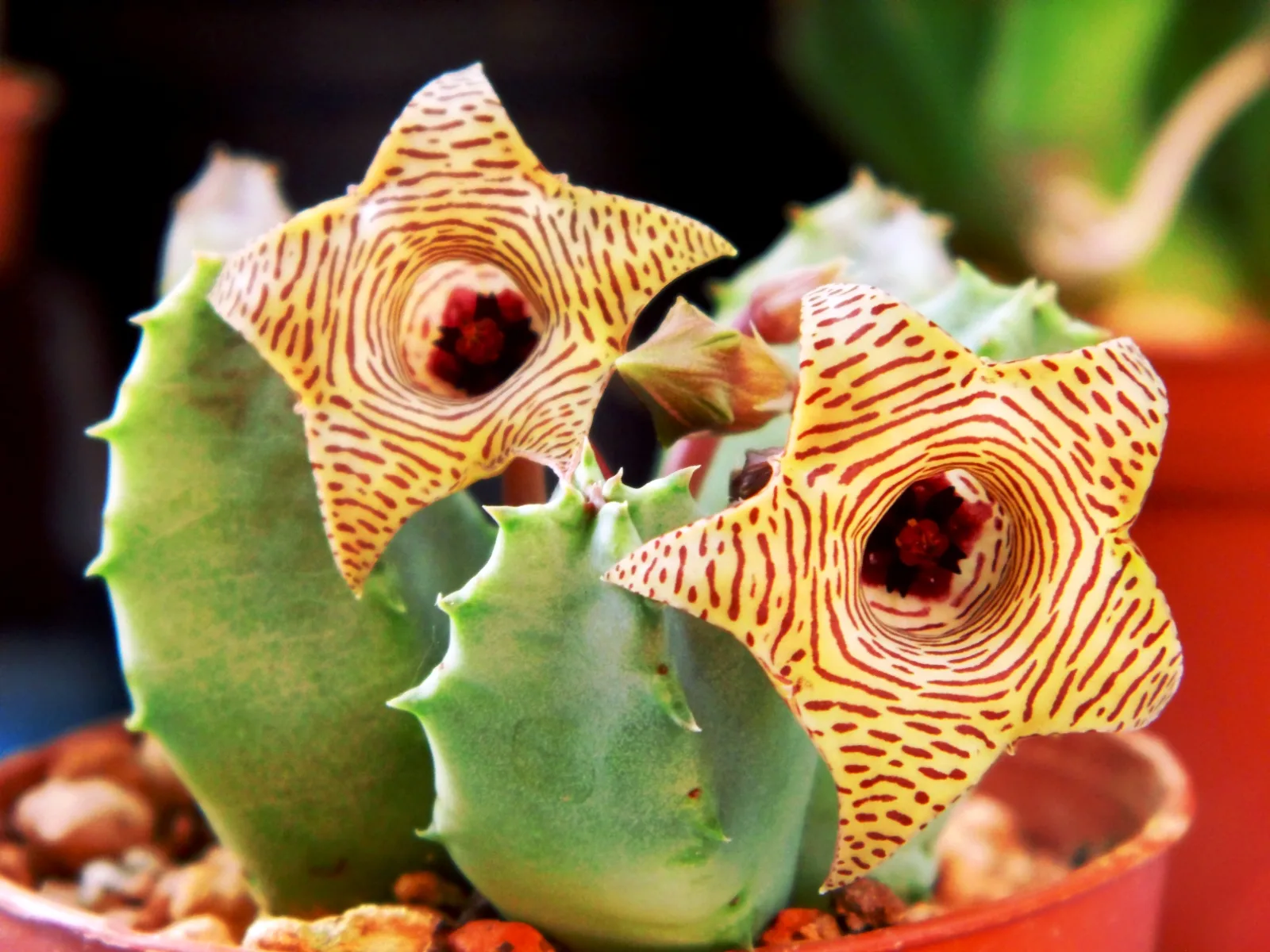 Huernia thuretii