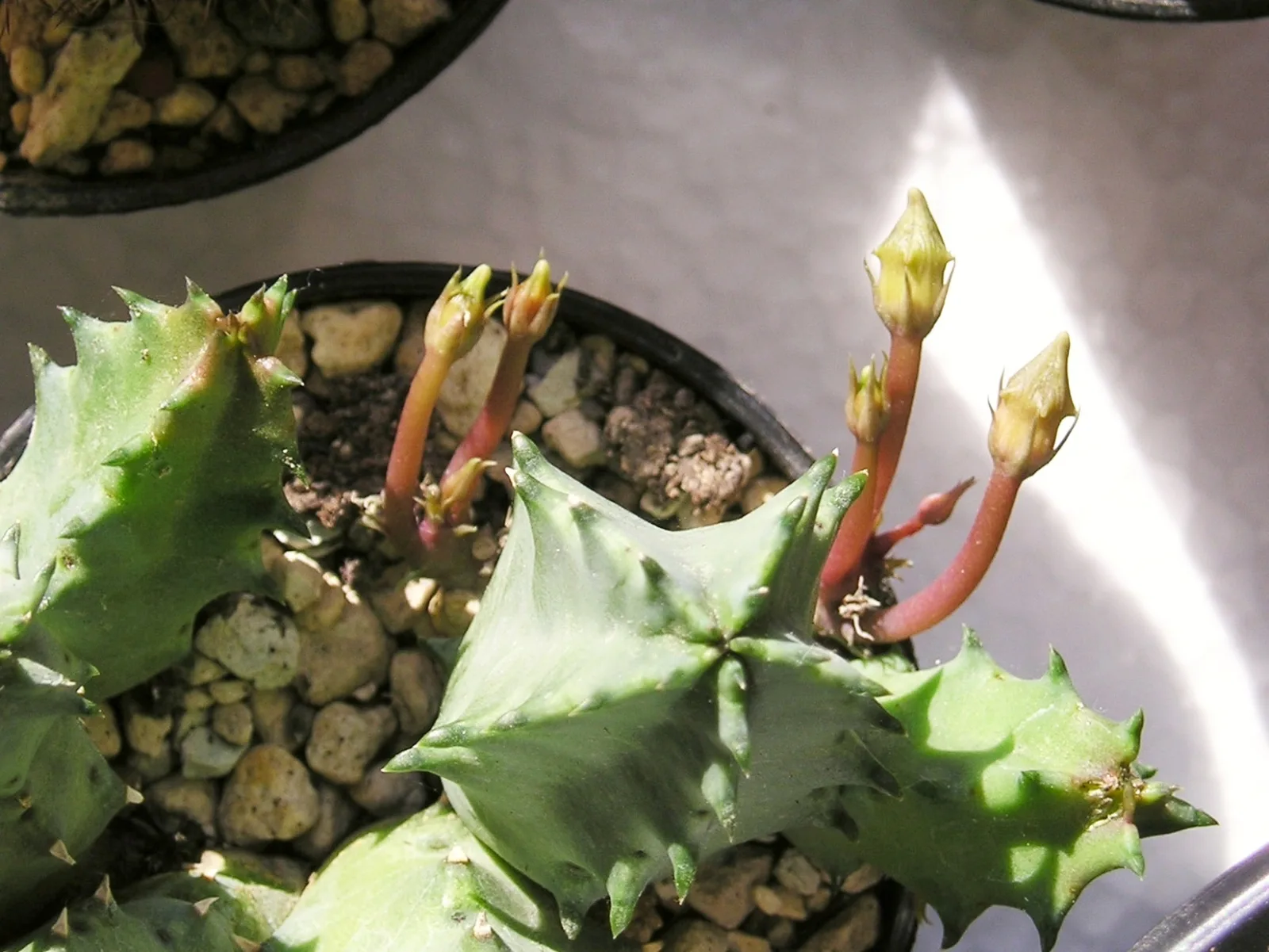 Huernia thuretii