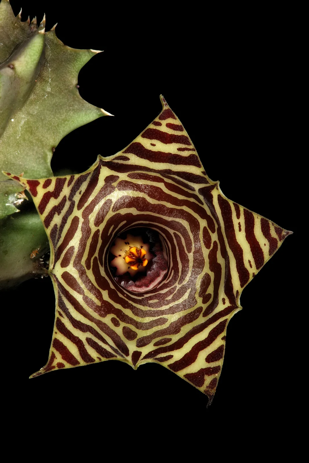 Huernia zebrina