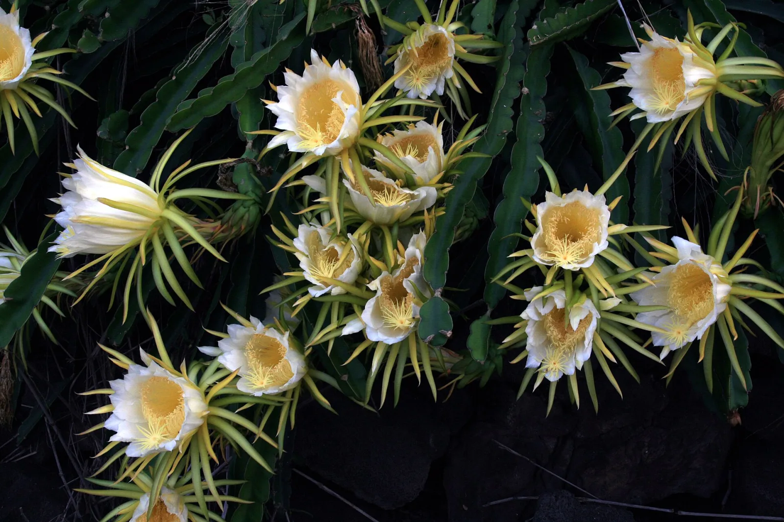 Hylocereus undatus