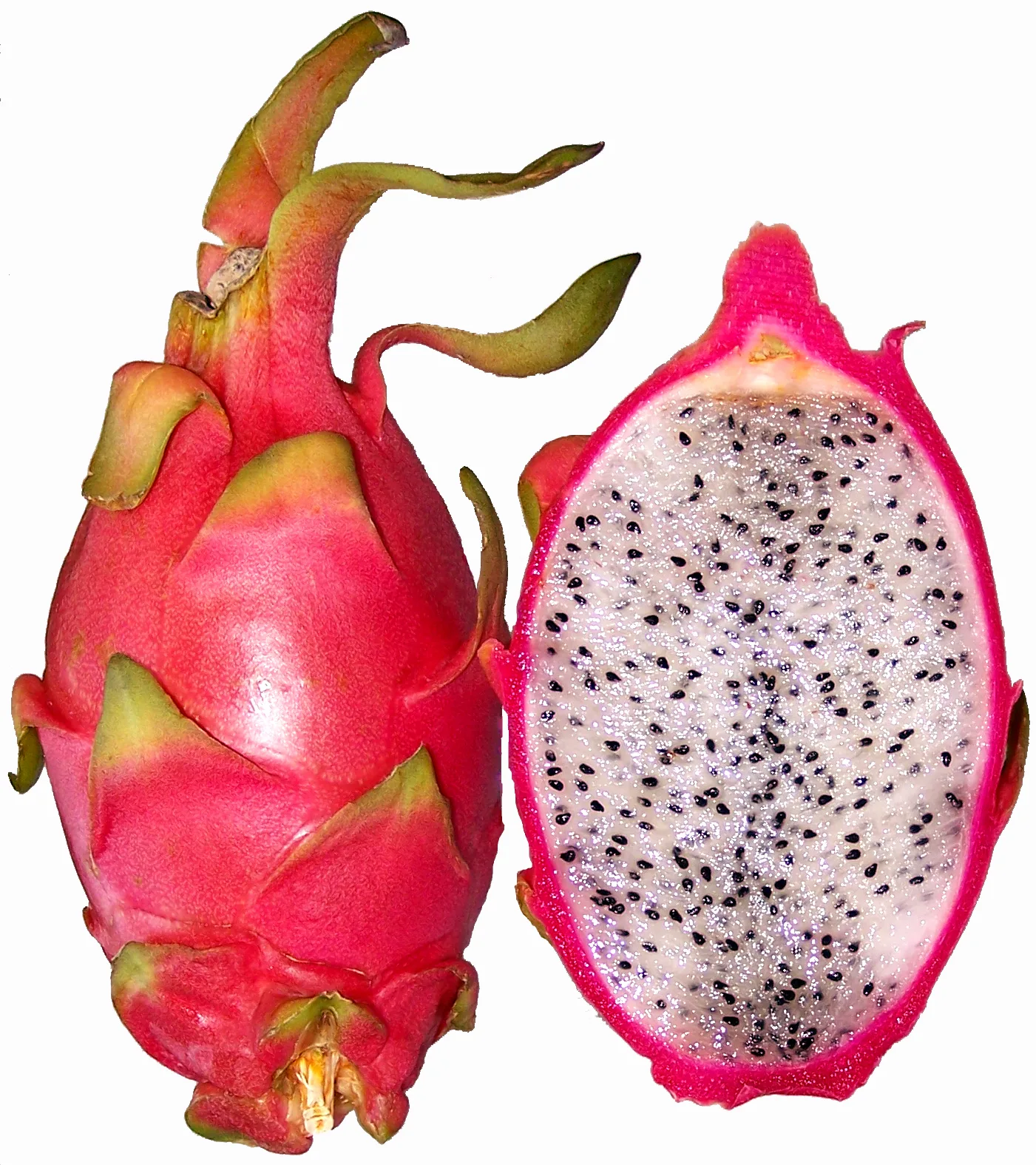 Hylocereus undatus