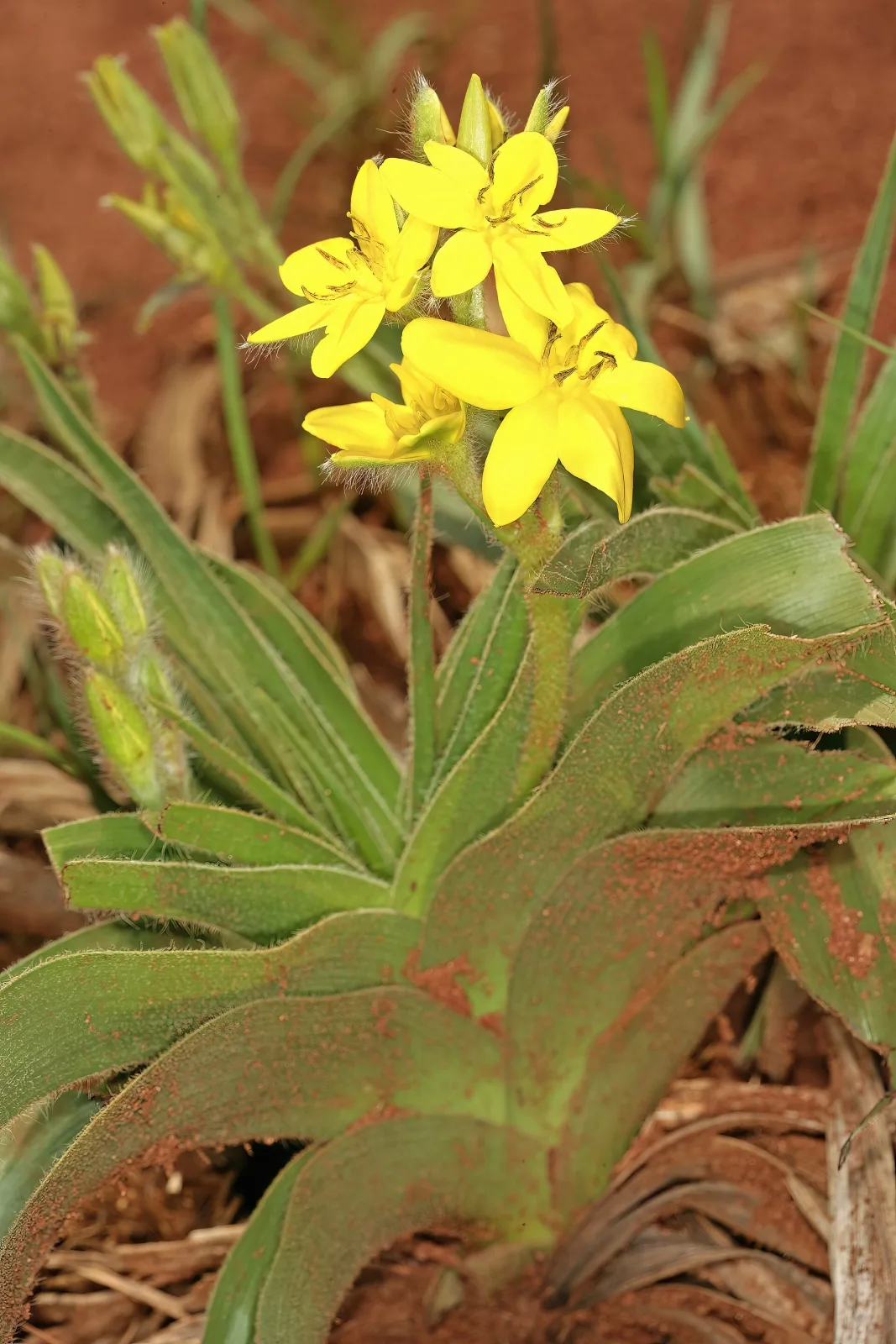 Hypoxis hemerocallidea