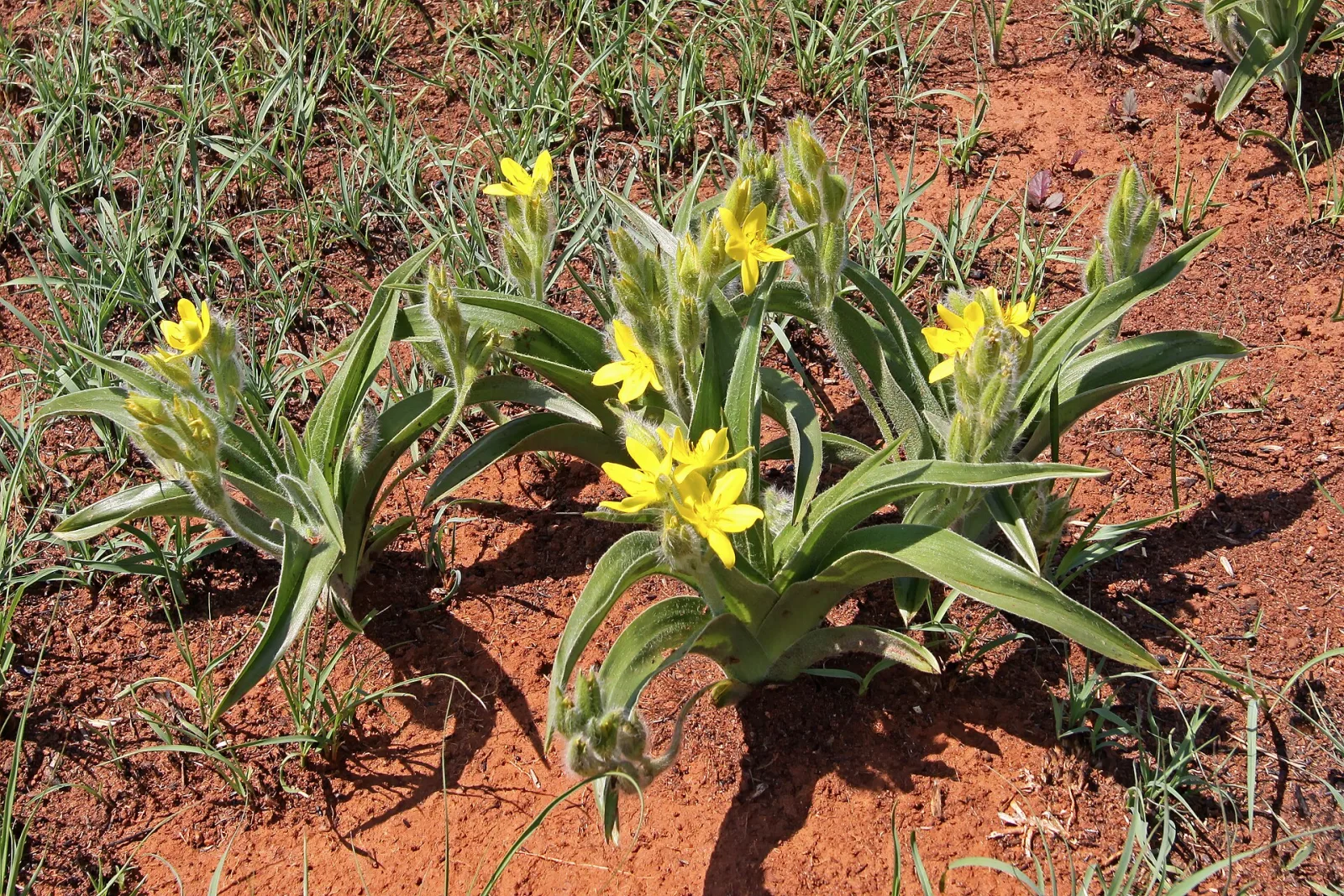 Hypoxis hemerocallidea