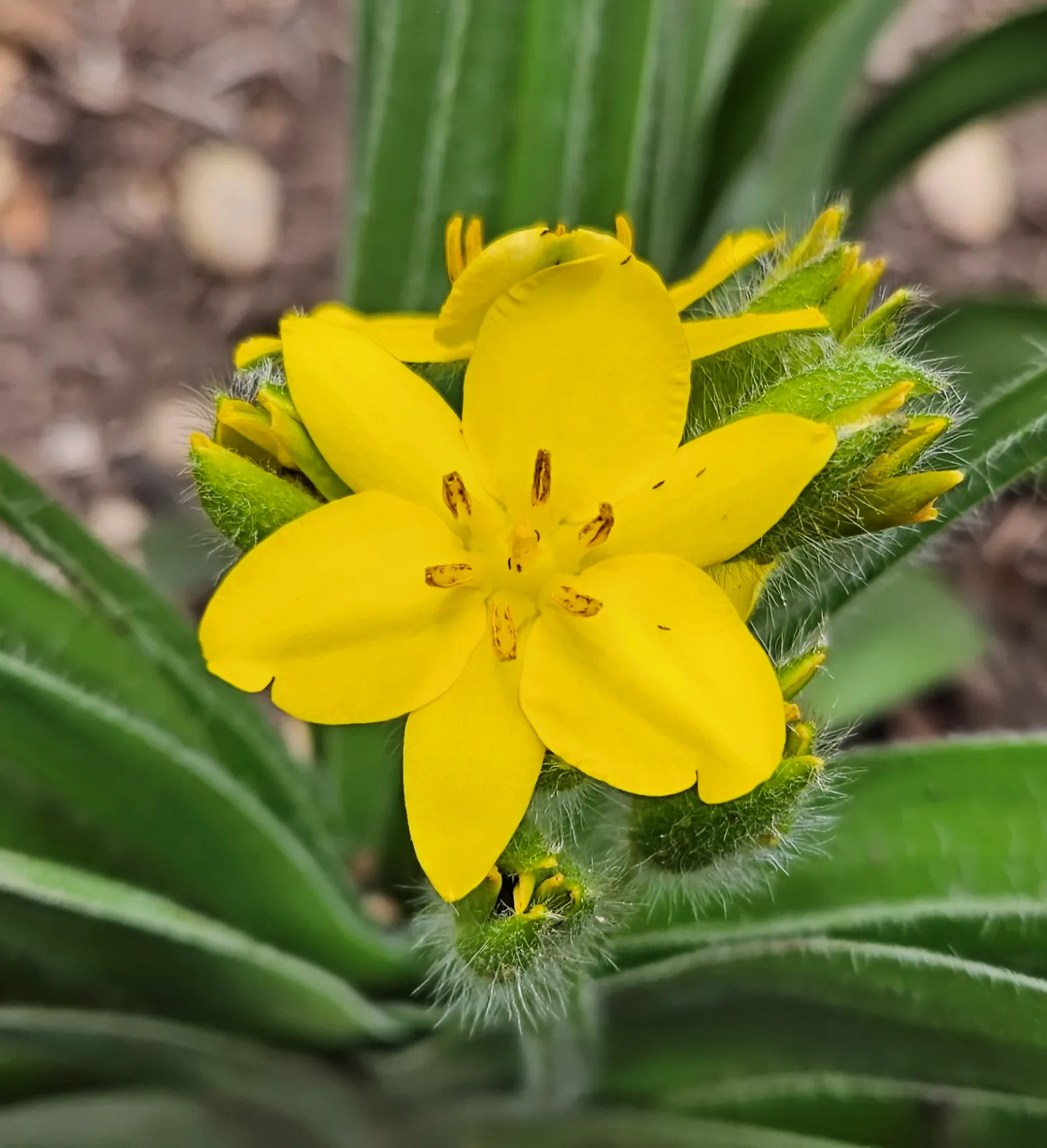 Hypoxis hemerocallidea