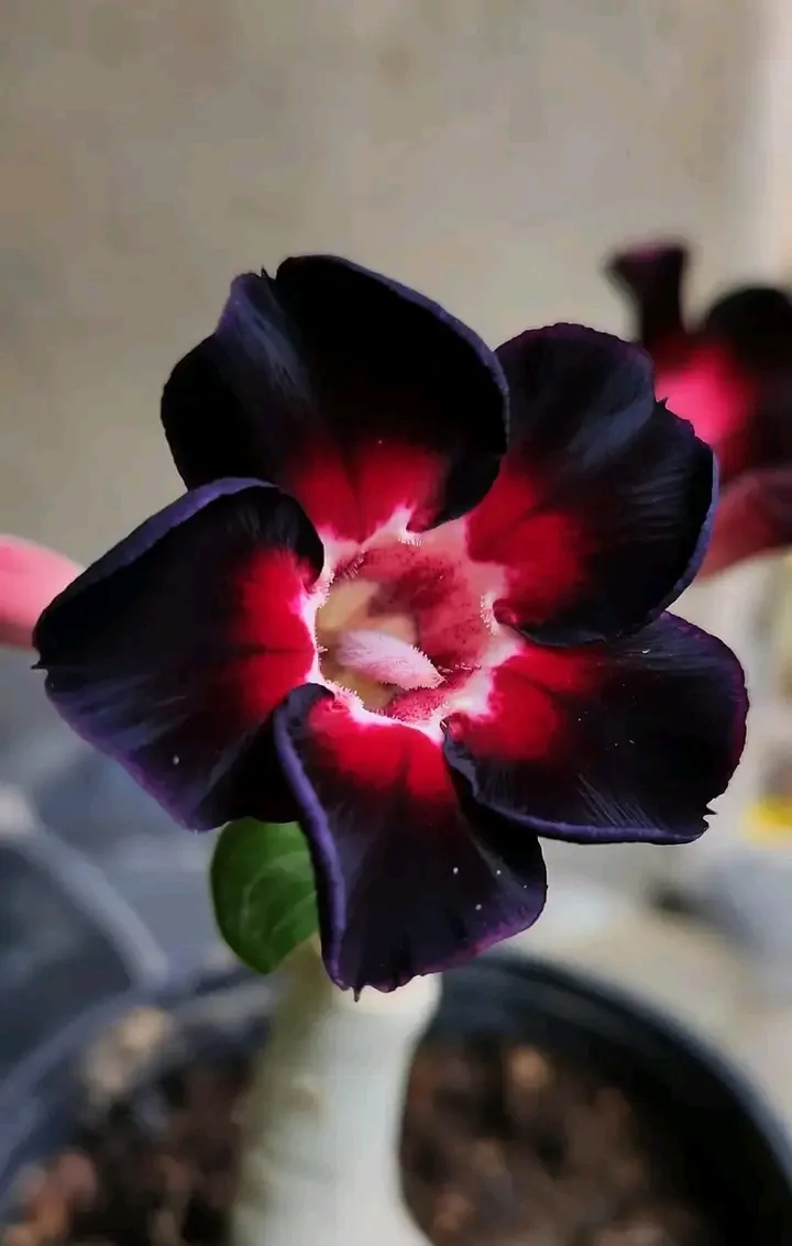 Adenium obesum Ultra Violet