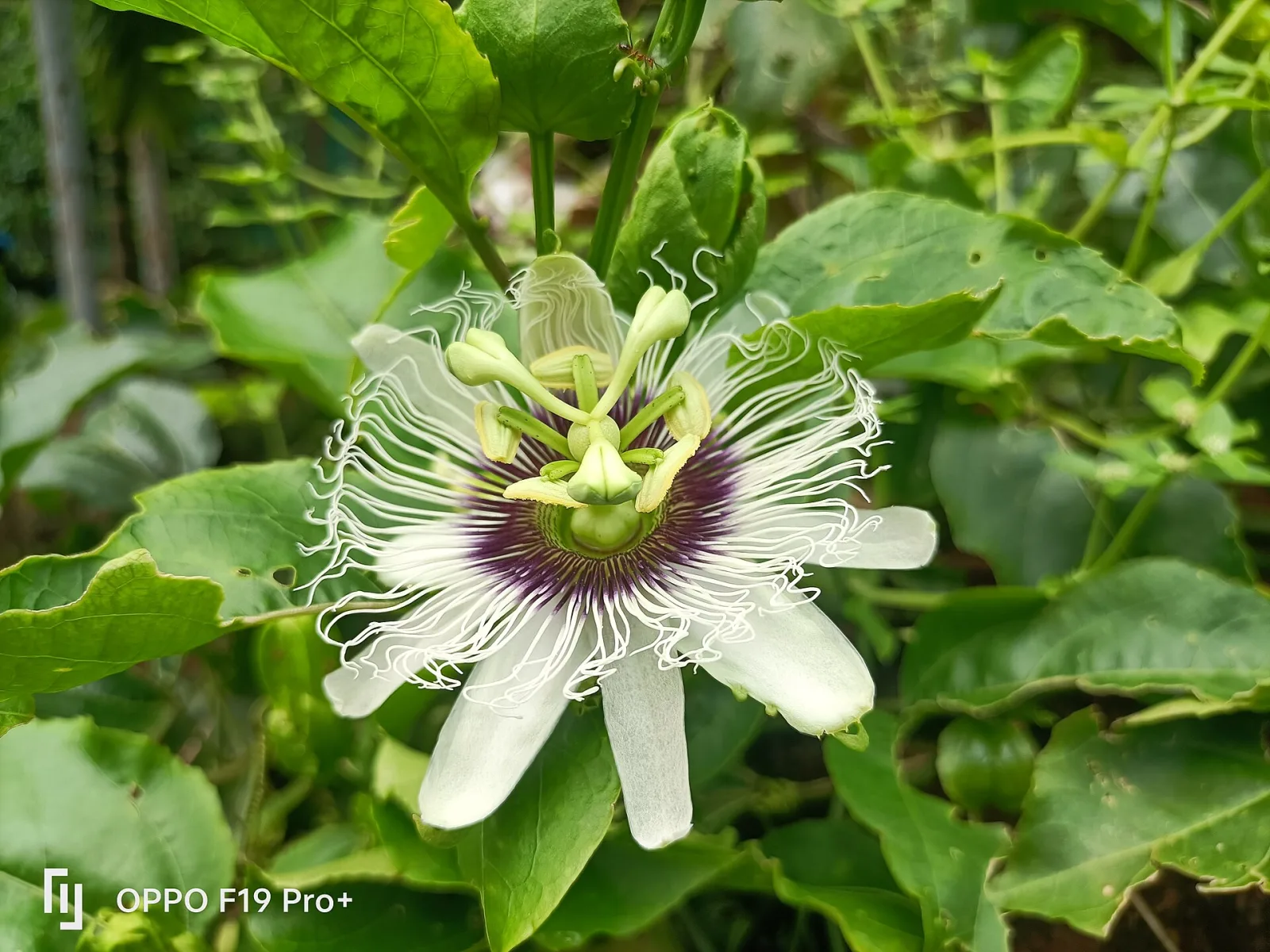 Passiflora edulis
