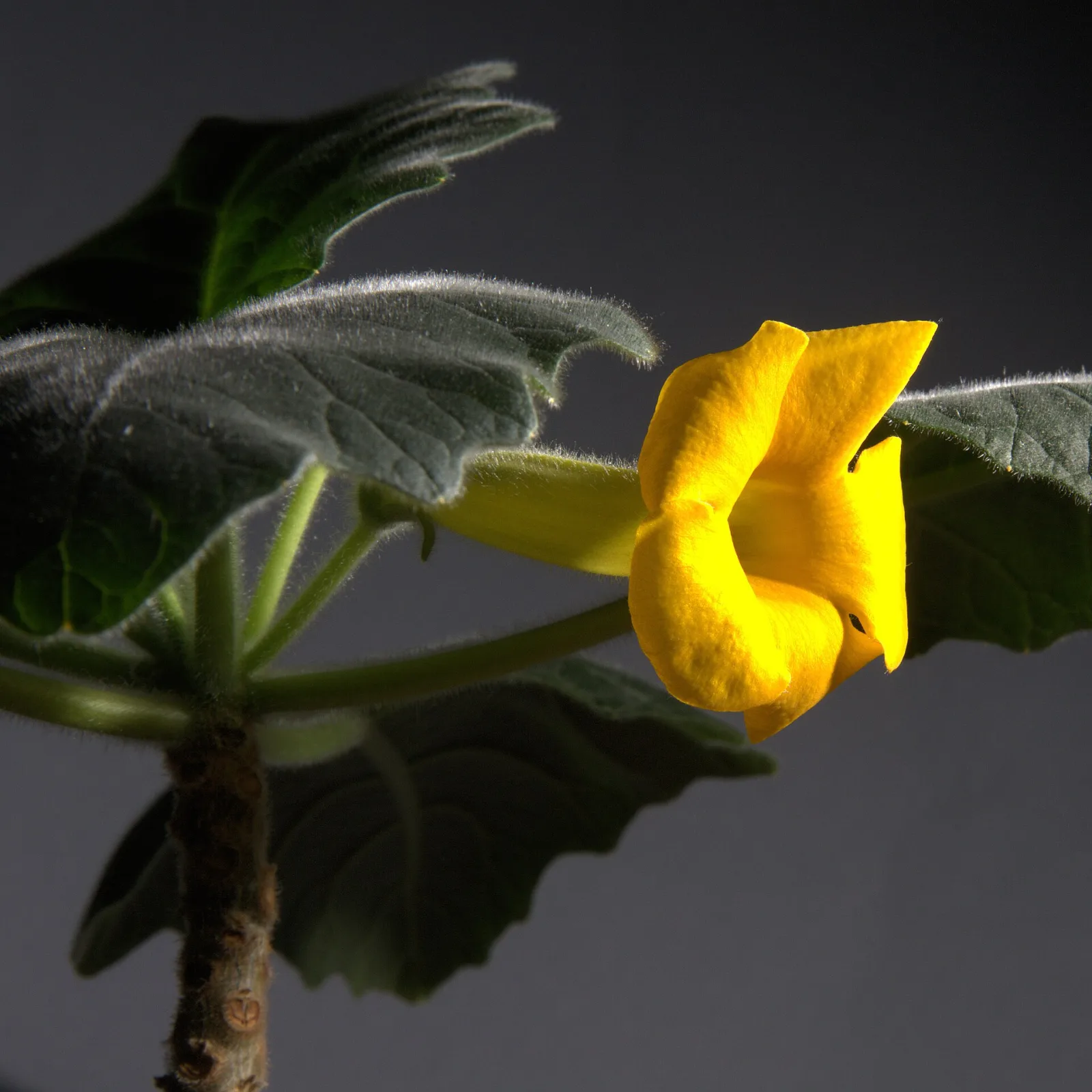 Uncarina roeoesliana