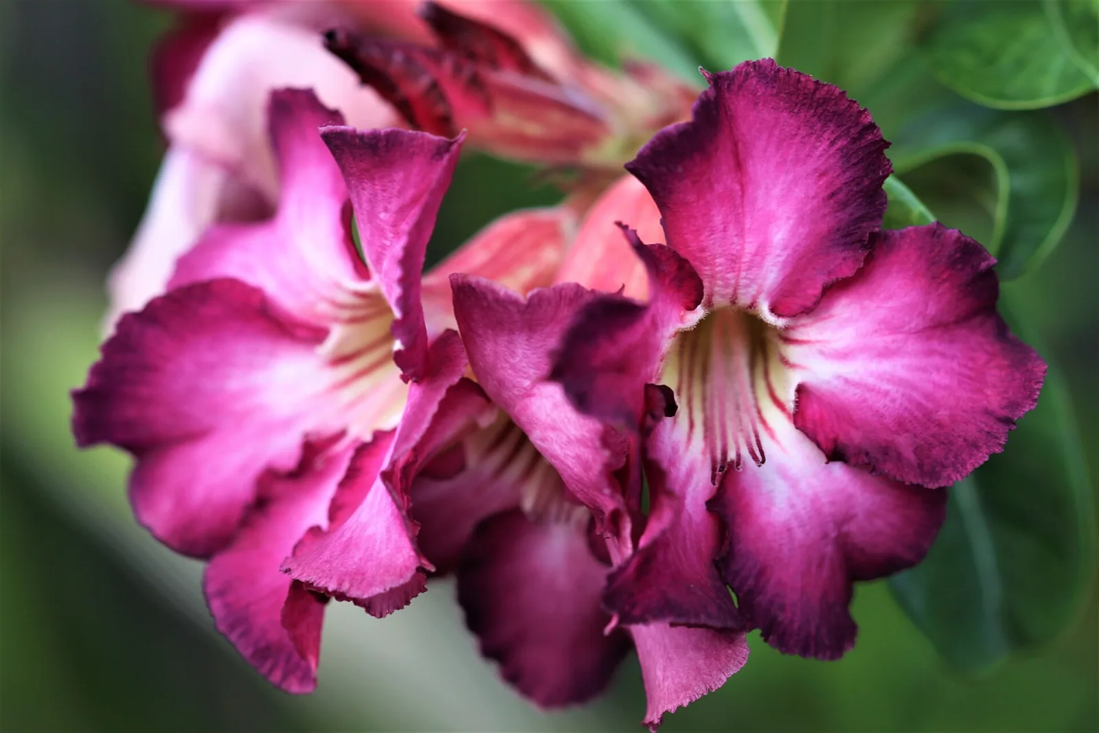 Adenium obesum Royal Purple