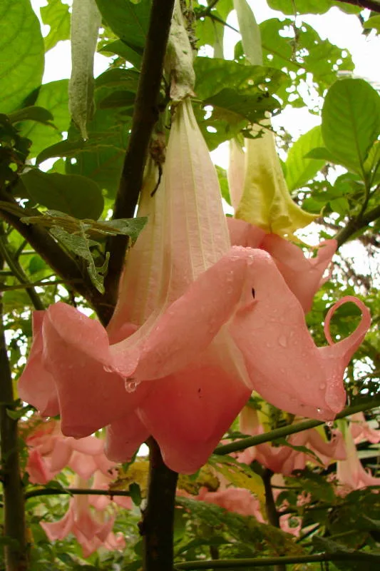 Brugmansia Ecuador Pink