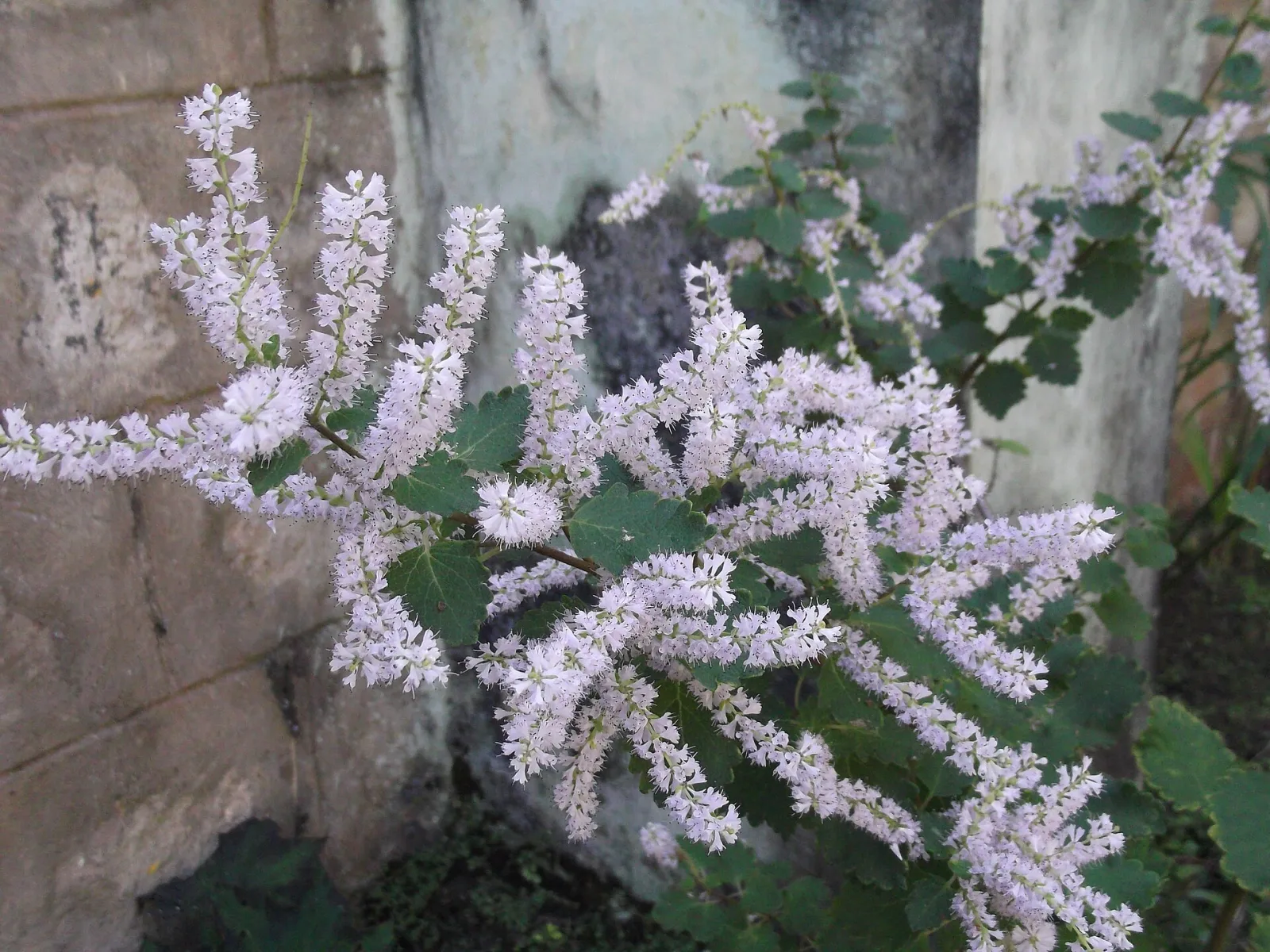Tetradenia riparia