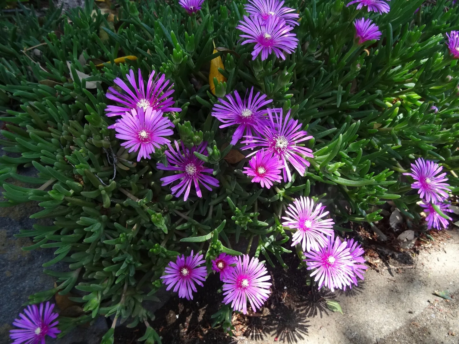 Lampranthus spectabilis