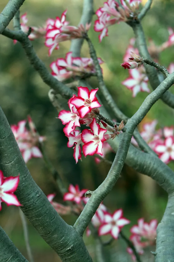 Pachypodium saundersii