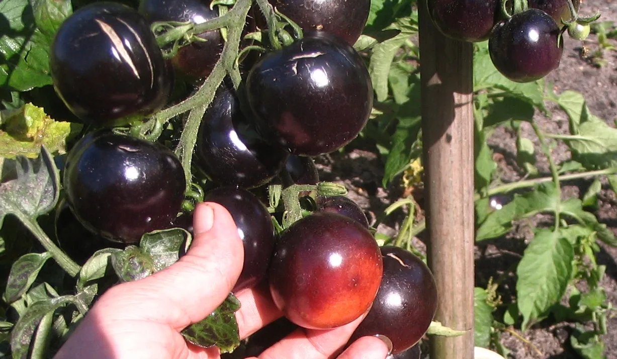 Tomate Indigo Rose