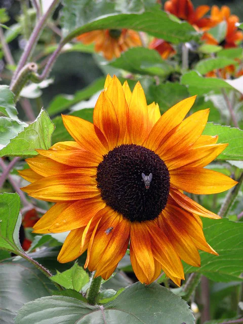 Helianthus annuus Red Sun