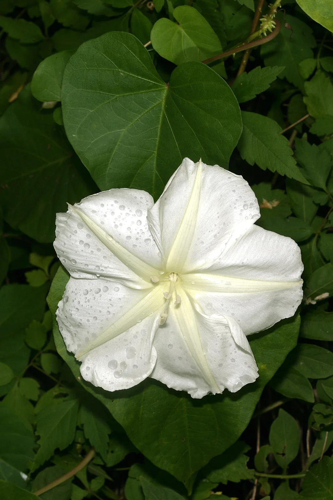 Ipomoea alba