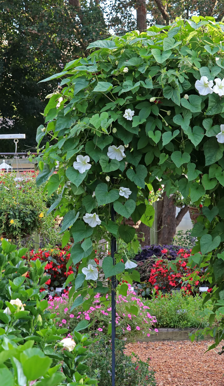 Ipomoea alba