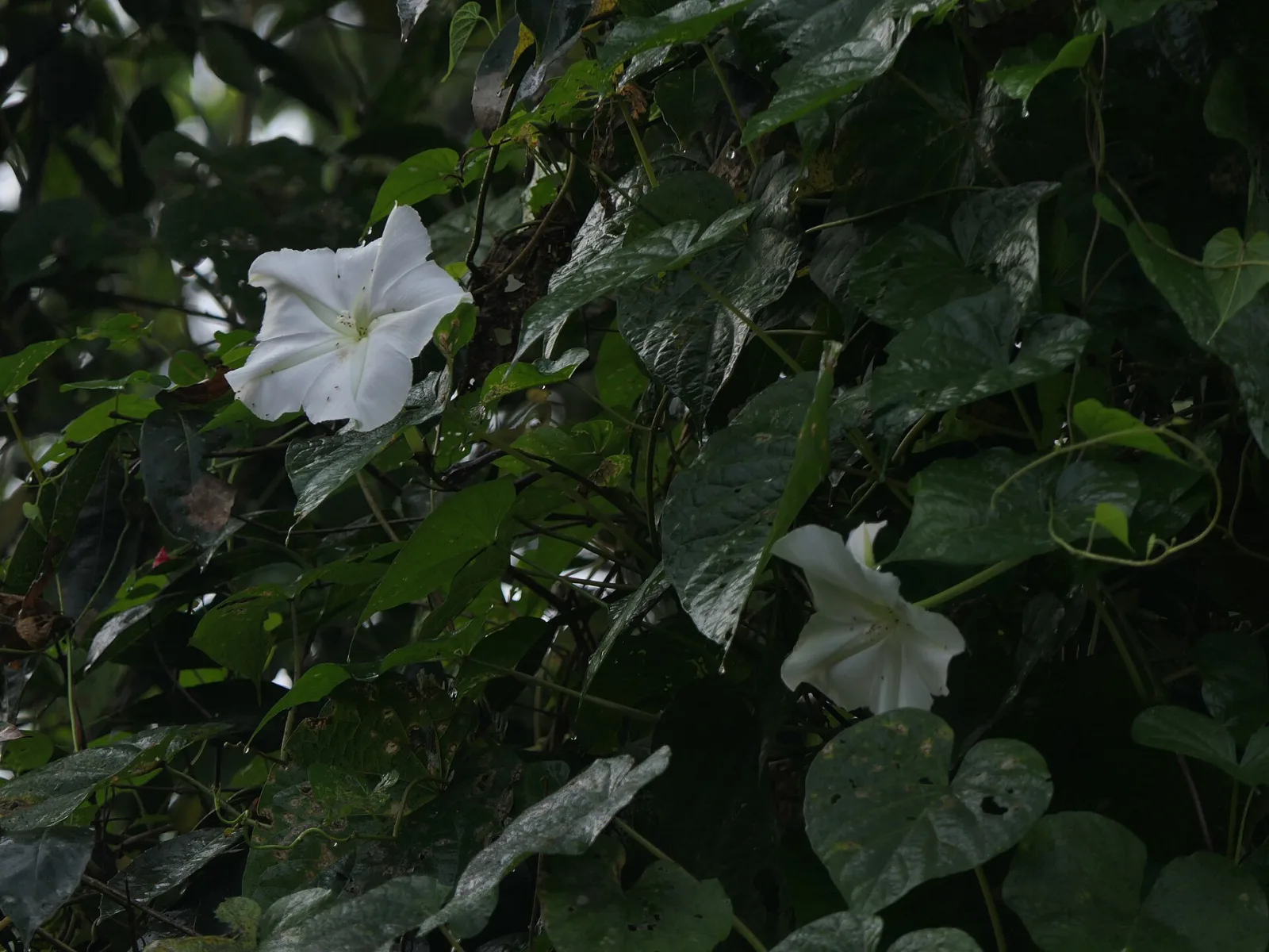 Ipomoea alba