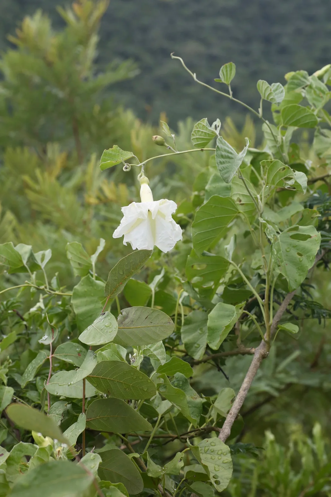 Ipomoea albivenia