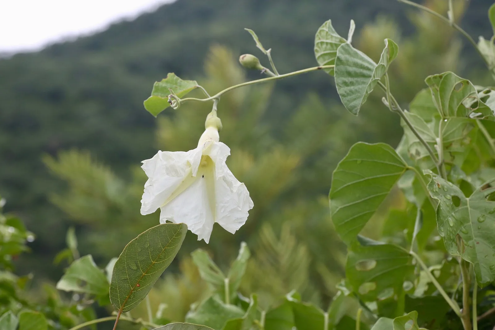 Ipomoea albivenia