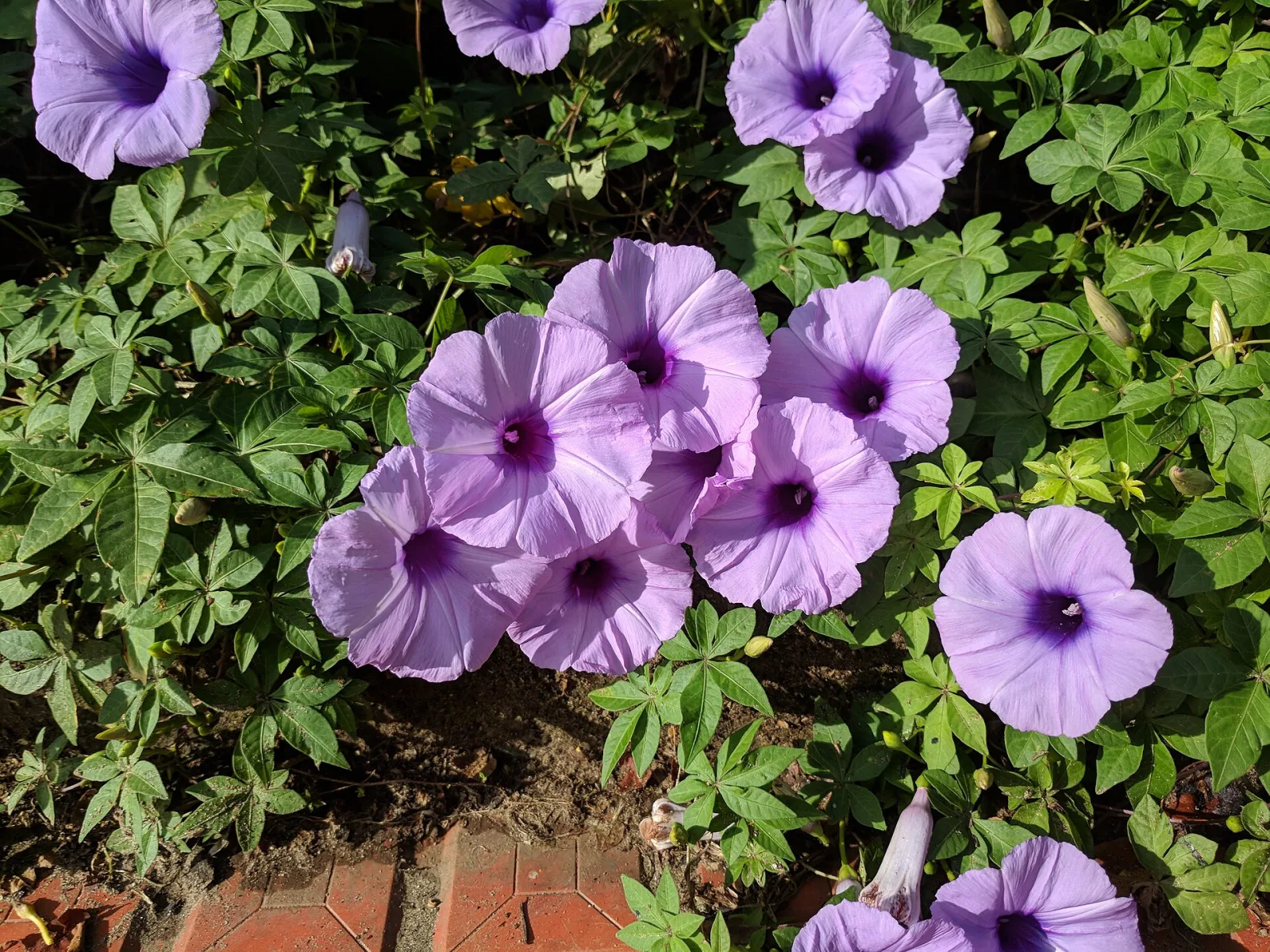 Ipomoea cairica