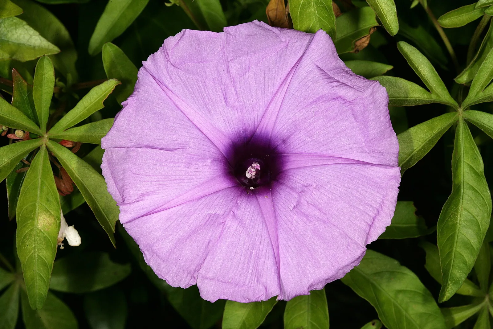 Ipomoea cairica