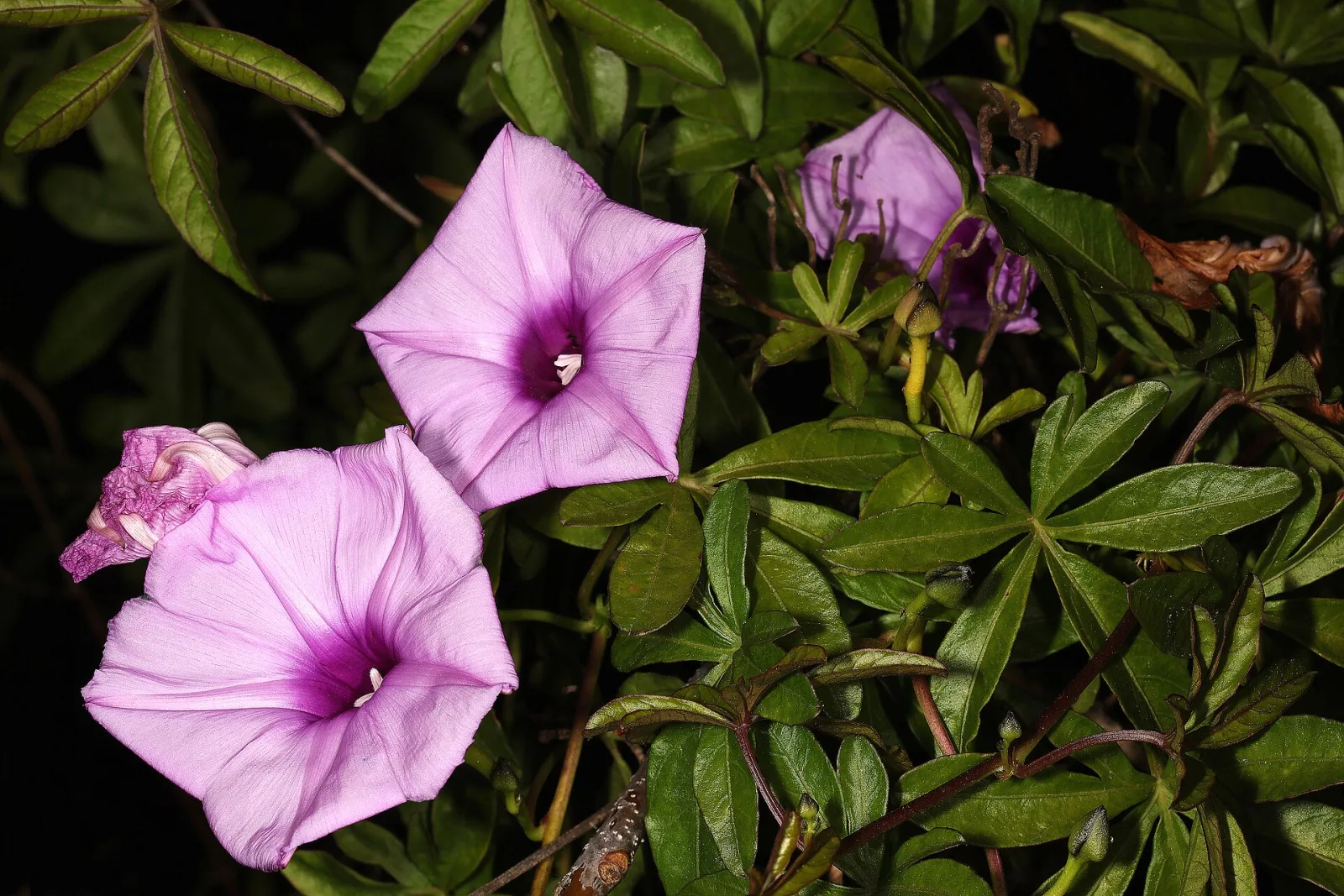 Ipomoea cairica
