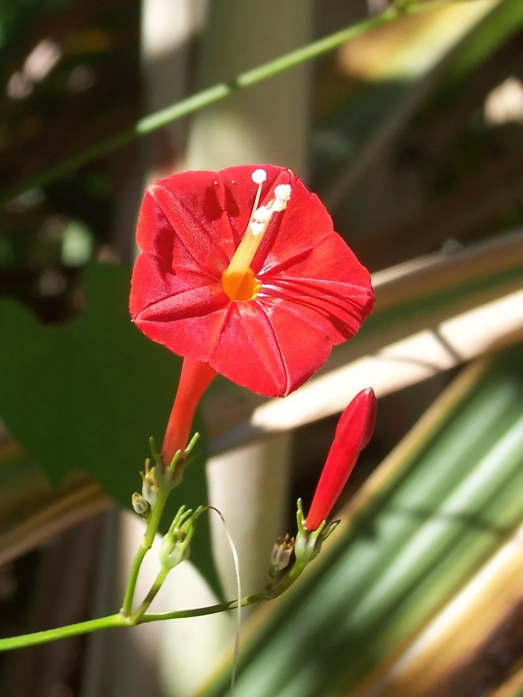 Ipomoea hederifolia