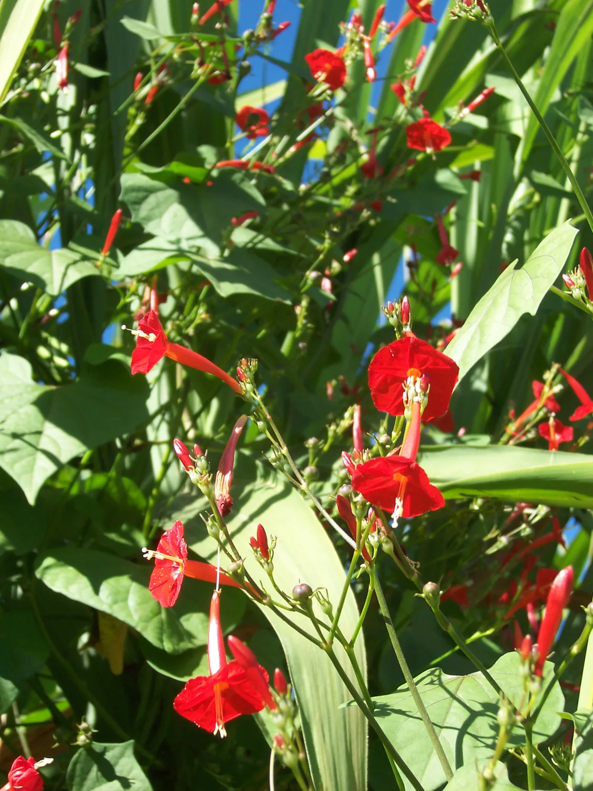 Ipomoea hederifolia
