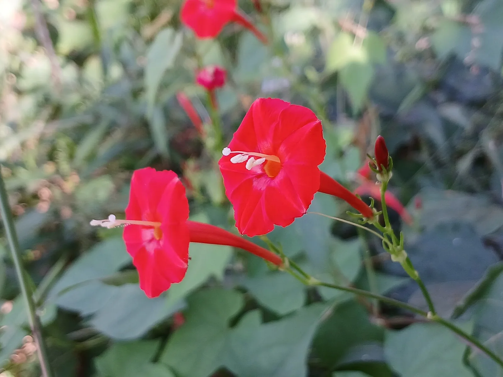 Ipomoea hederifolia