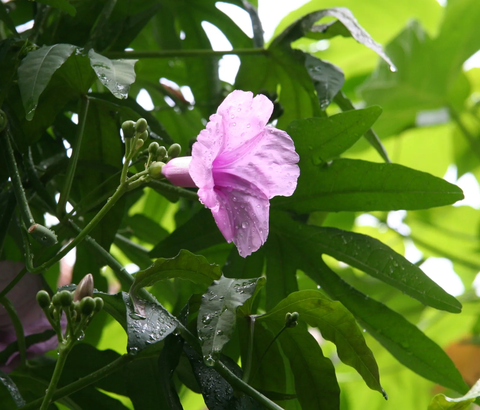 Ipomoea mauritiana
