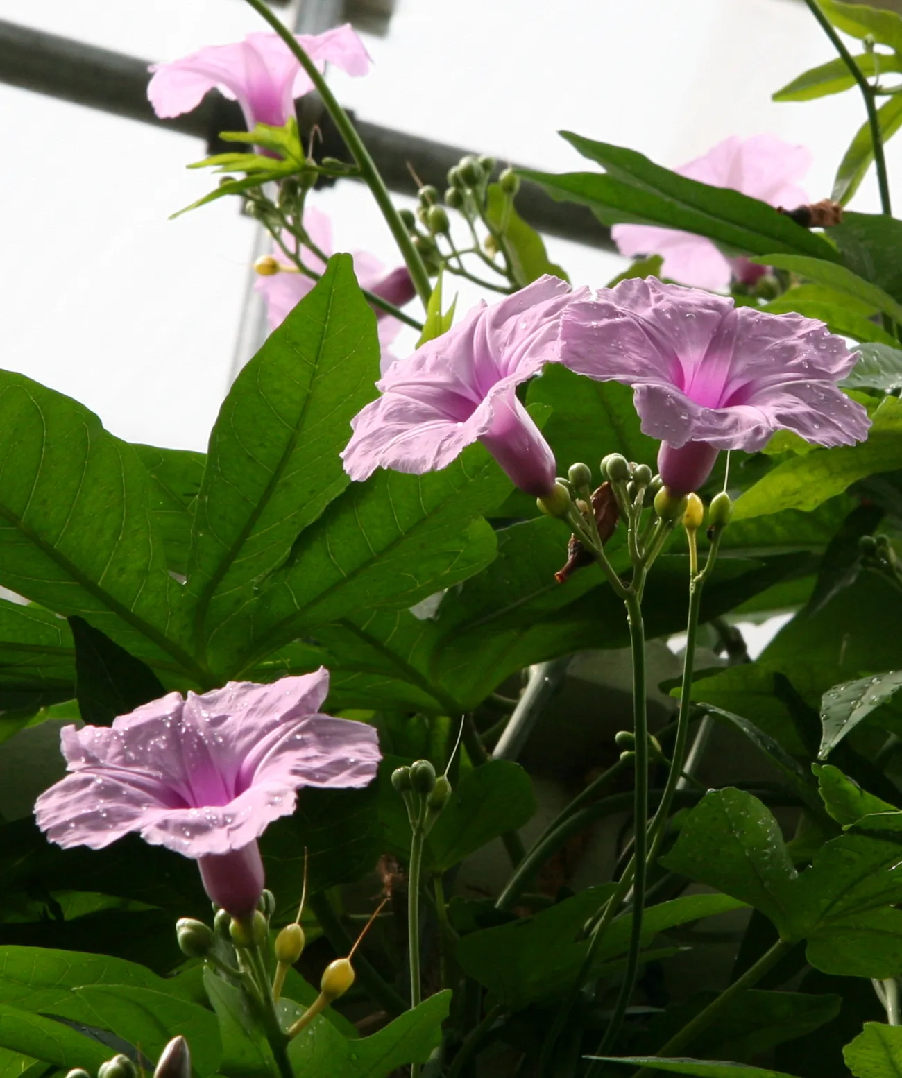 Ipomoea mauritiana