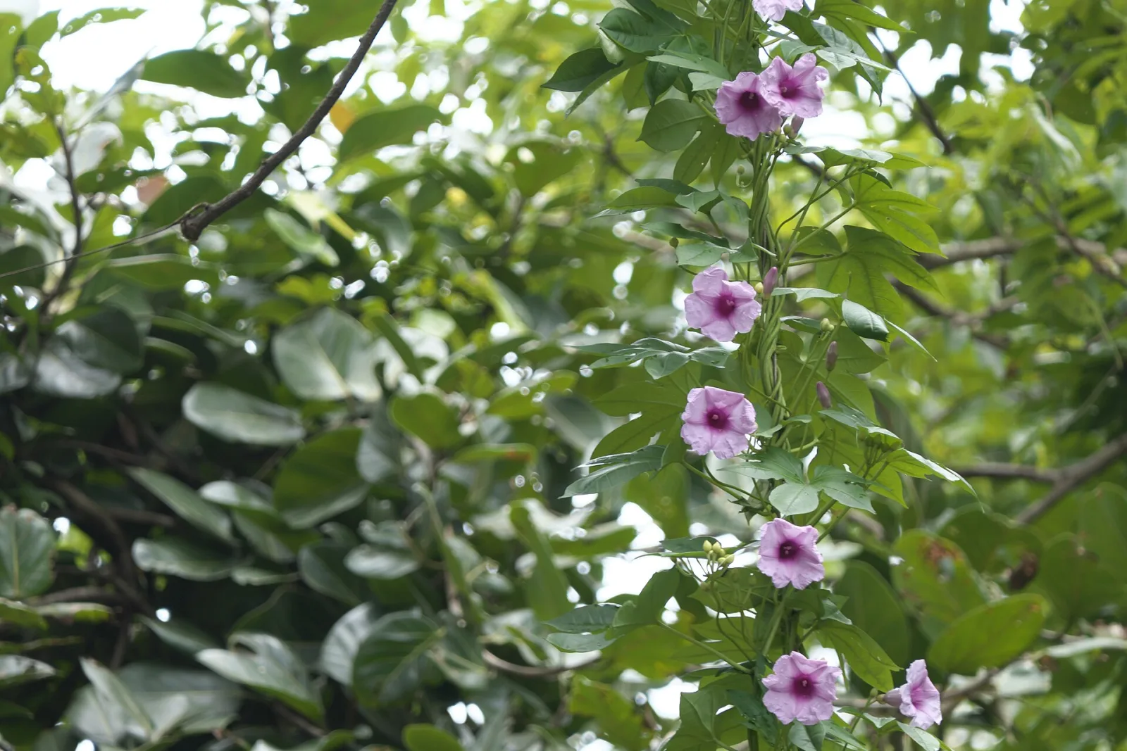 Ipomoea mauritiana