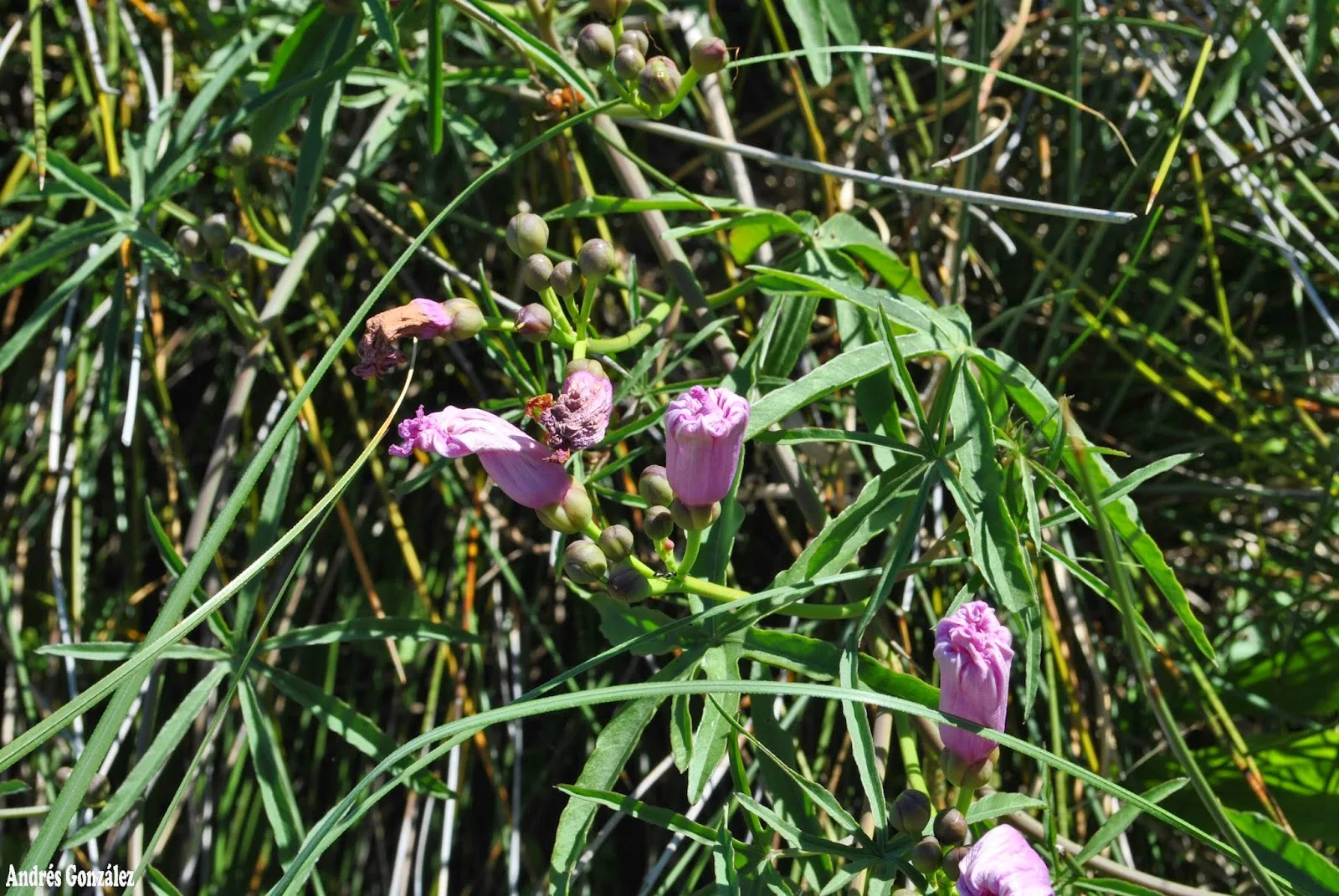 Ipomoea platensis