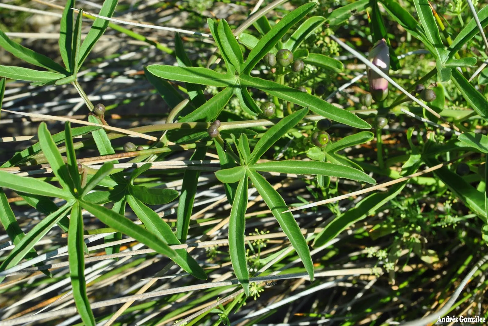 Ipomoea platensis