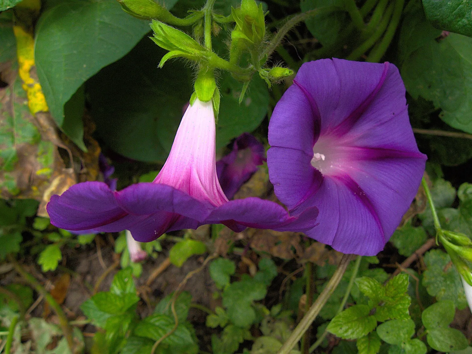 Ipomoea purpurea