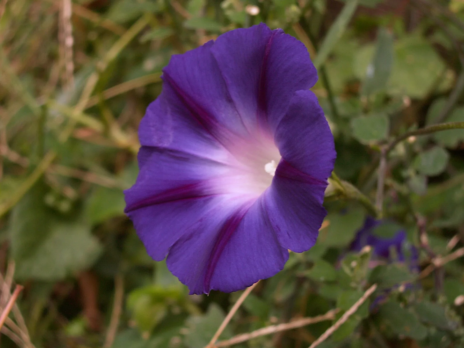 Ipomoea purpurea