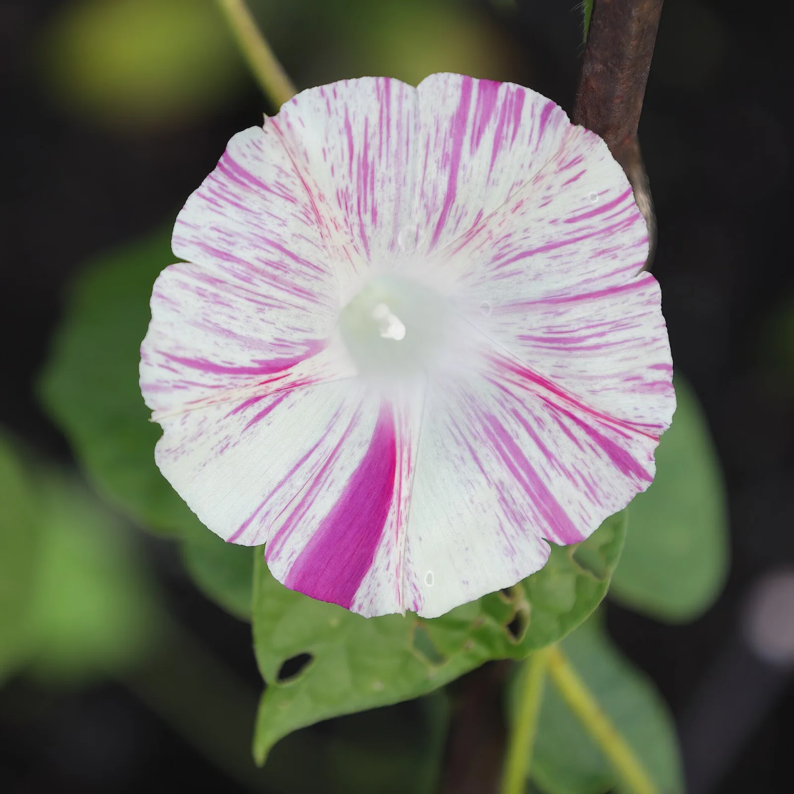 Ipomoea Purpurea Carnevale Di Venezia