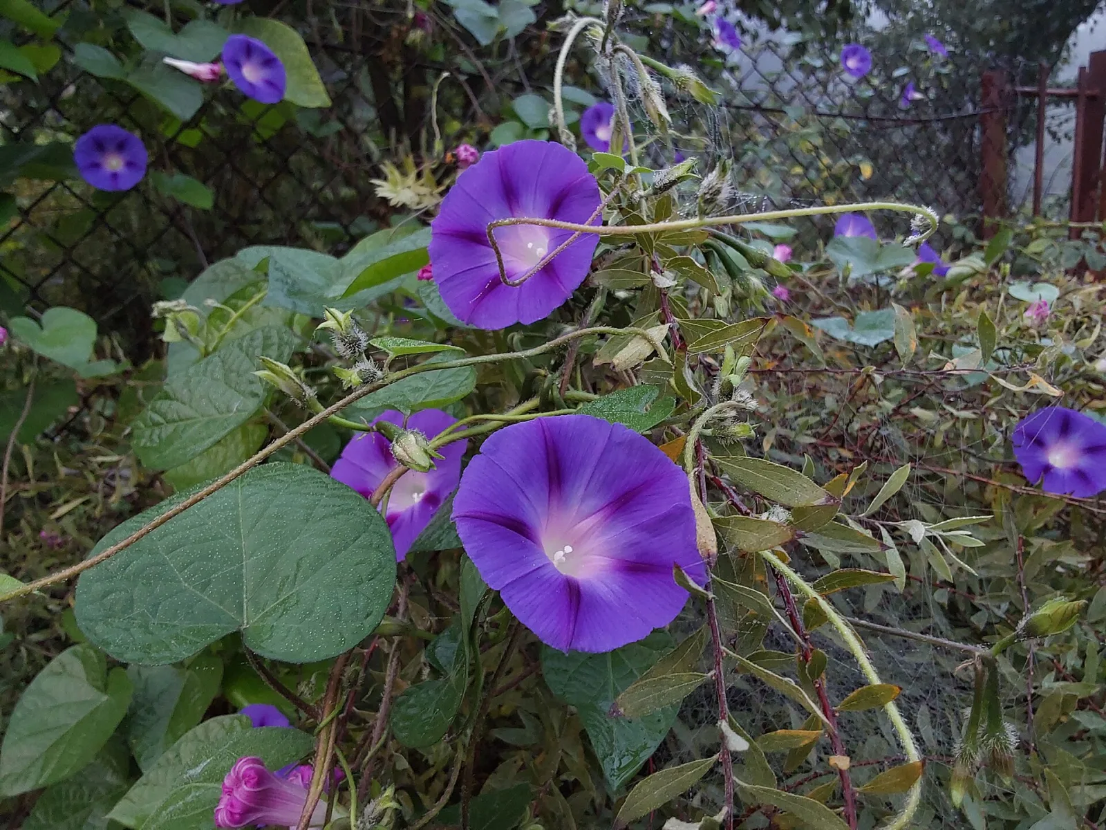 Ipomoea purpurea