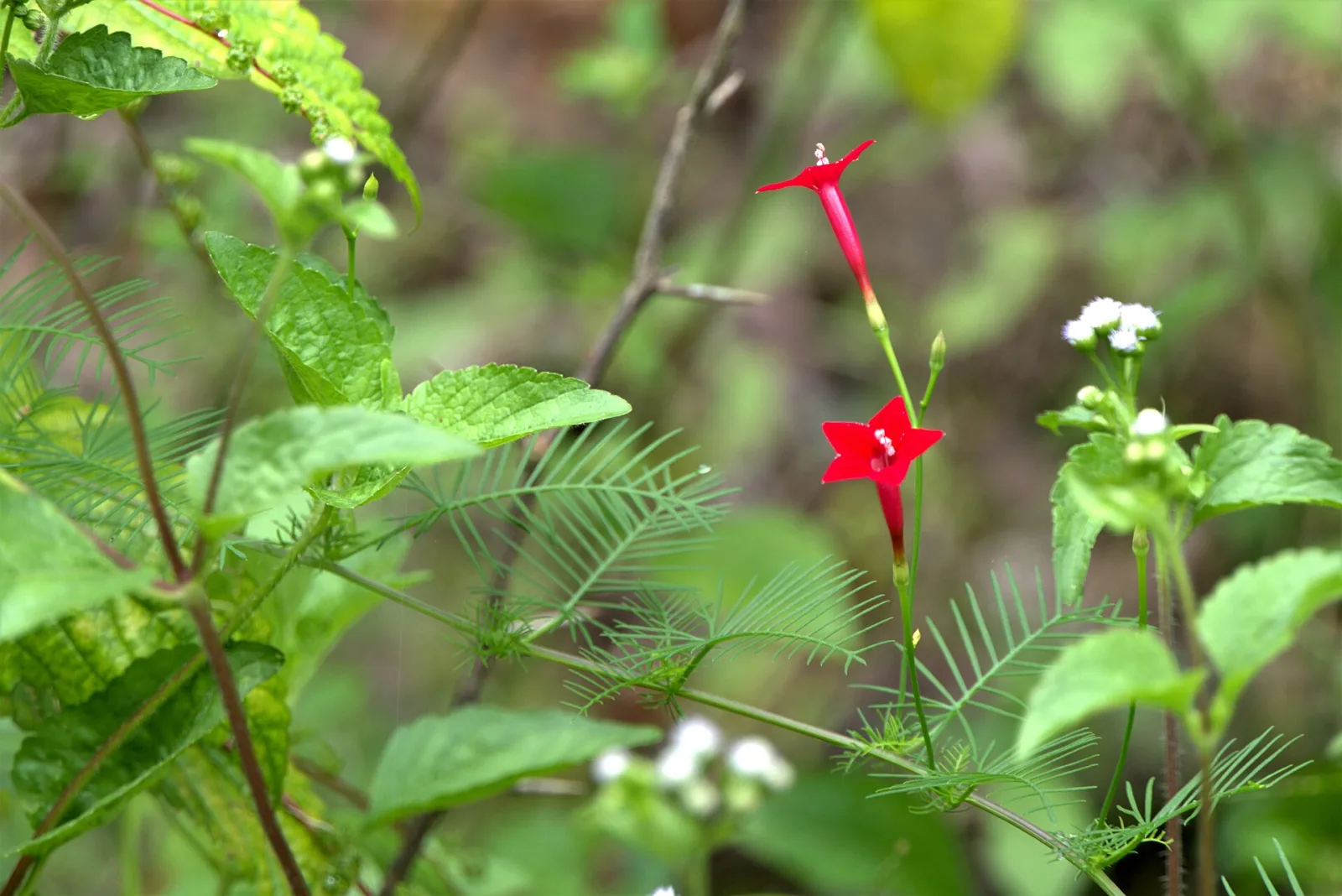 Ipomoea quamoclit
