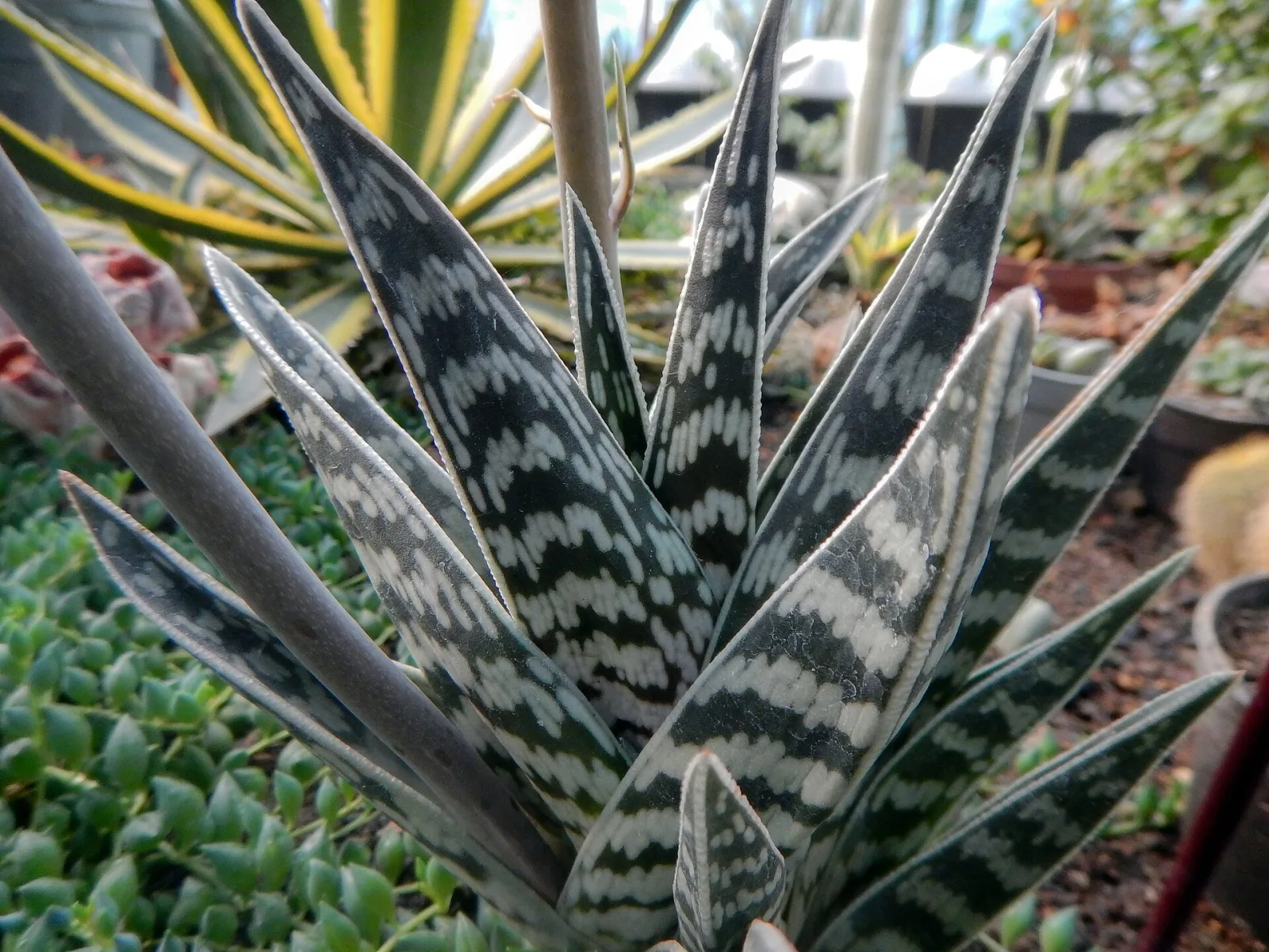 Aloe variegata