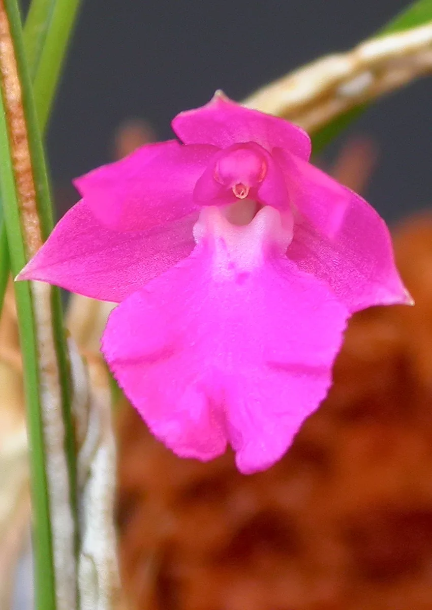 Isabelia pulchella