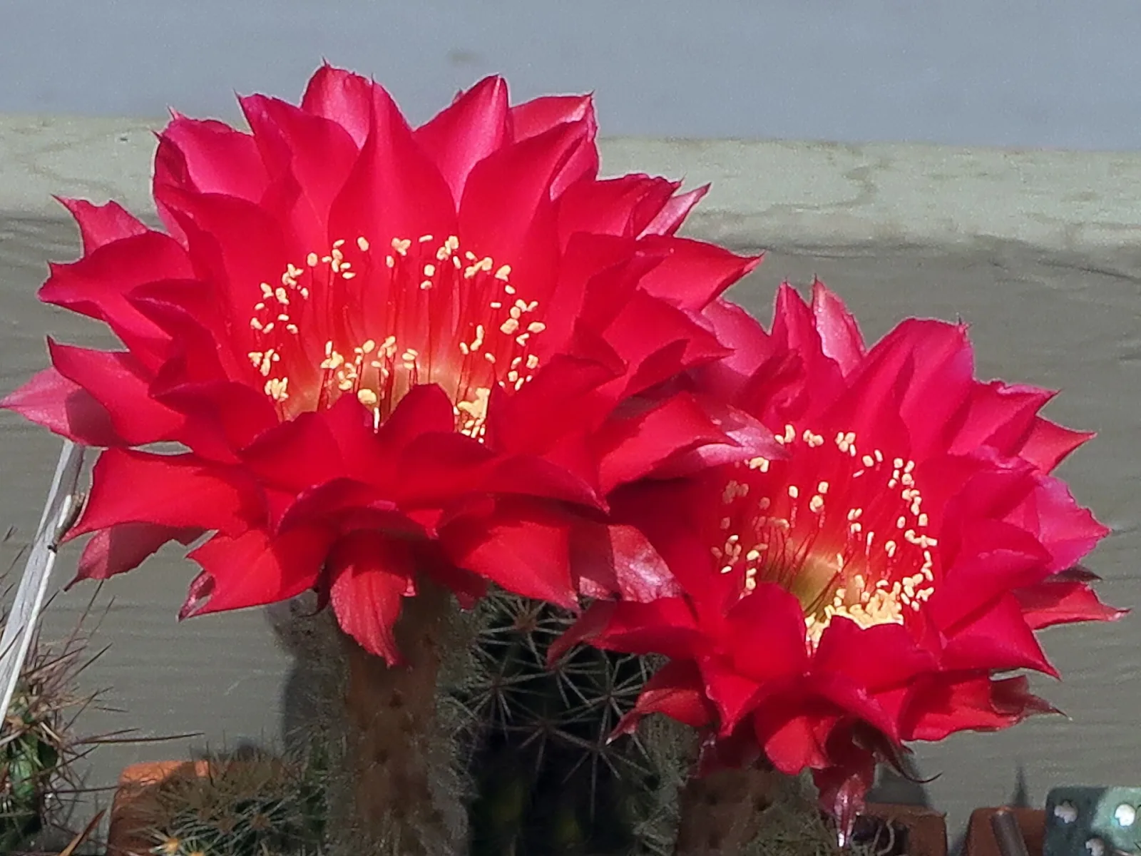 Echinopsis Cabaret