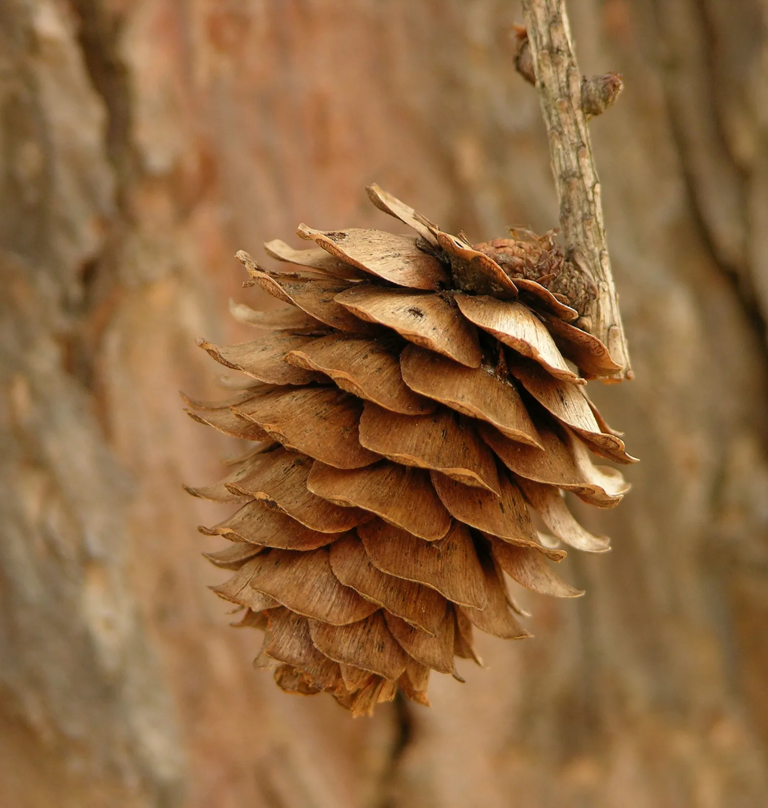 Larix kaempferi