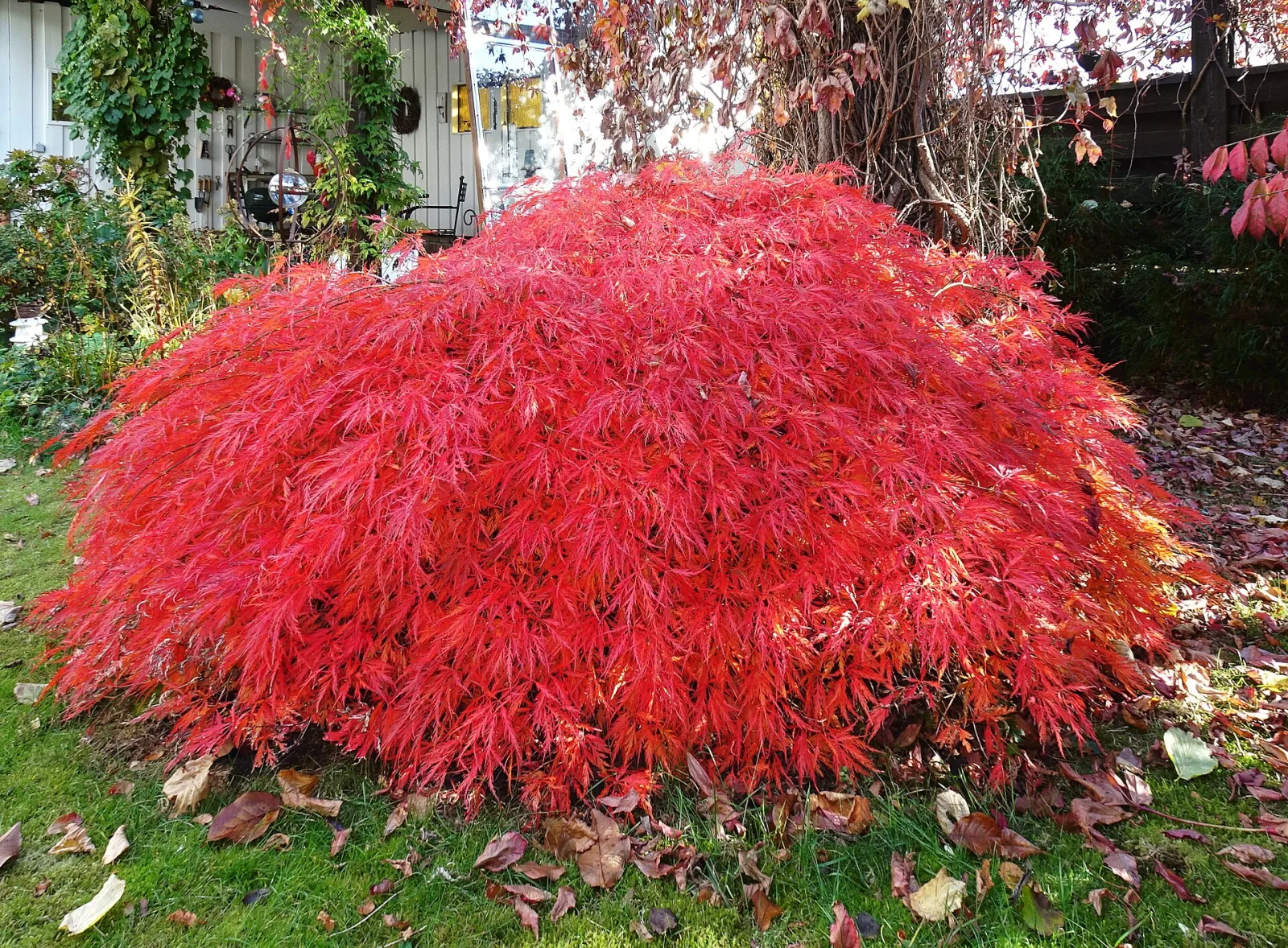Acer japonicum aconitifolium