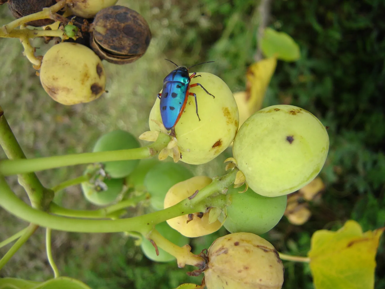 Jatropha curcas