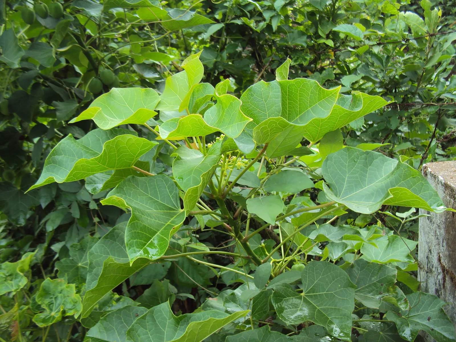 Jatropha curcas