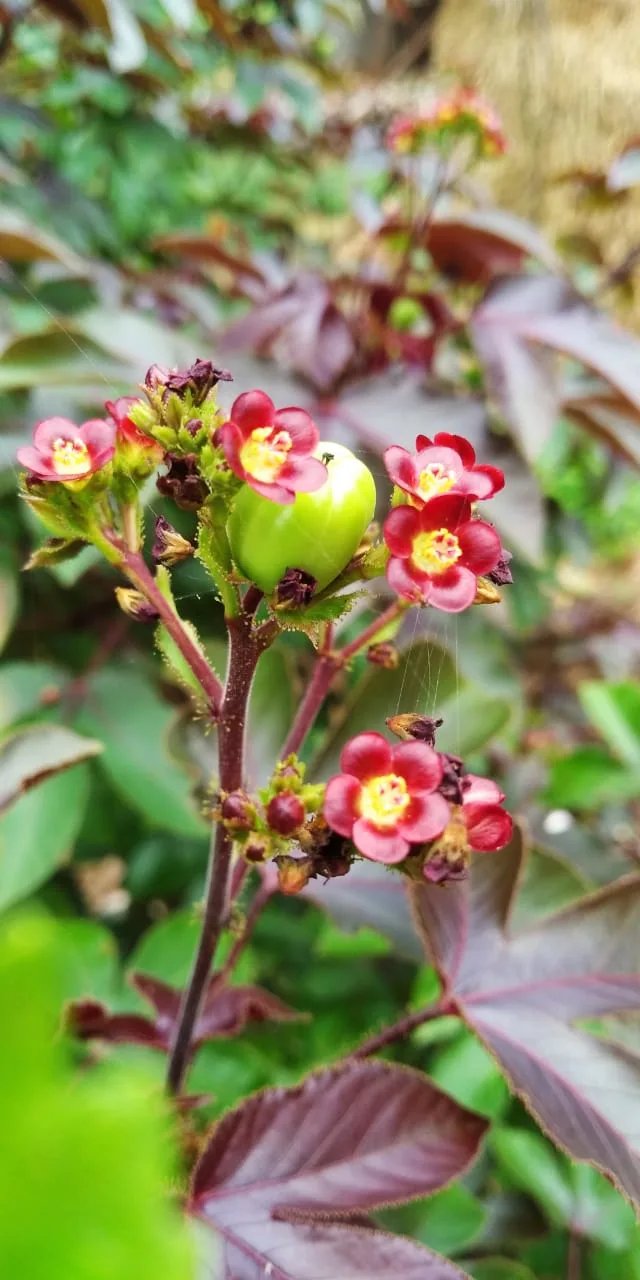 Jatropha curcas